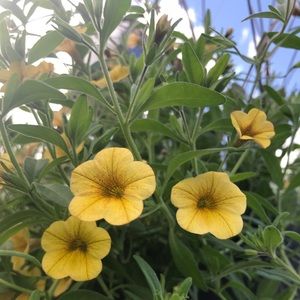 Meet your Posher, Elana